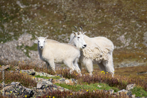 Mountain Goats on Quandry Peak #3