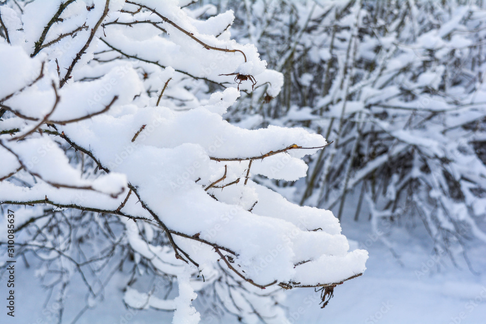Snow covered spruce tree branch. Close-up photo of Fir-tree branch with snow Snow covered spruce tree branch. Close-up photo of Fir-tree branch with snow