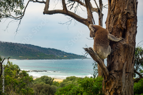 Koala overlooking the rugged shores of the Great Ocean Road photo