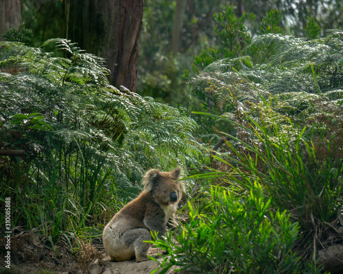 Koala sitting on the ground along the Great Ocean Road