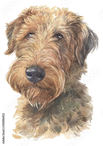 Water colour painting of Welsh Terrier 011