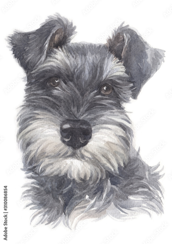 Water colour painting of Miniature Schnauzer 026