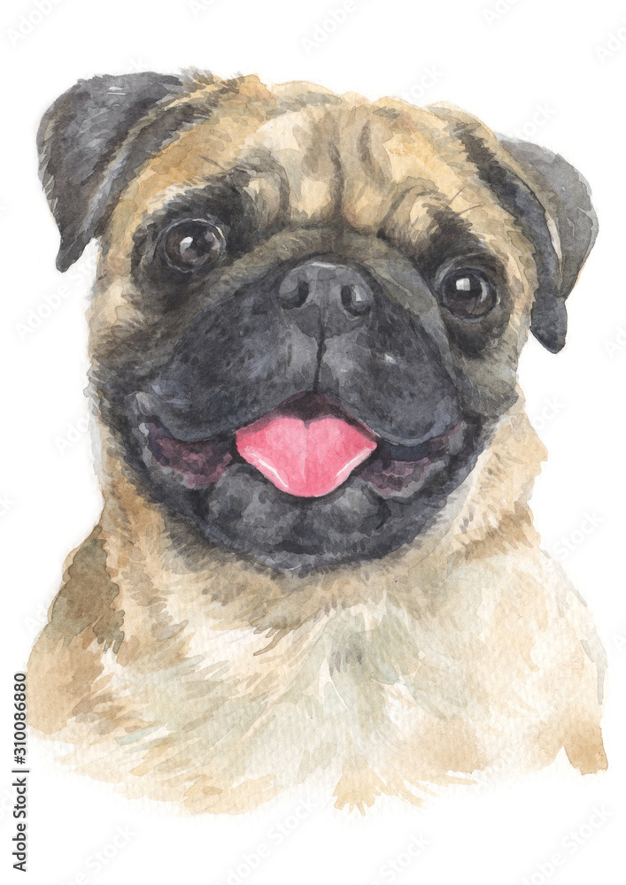 Obraz premium Water colour painting of Pug 028