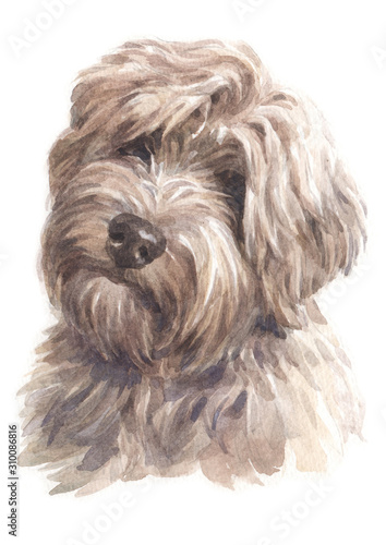 Water colour painting of Norwich Terrier 023