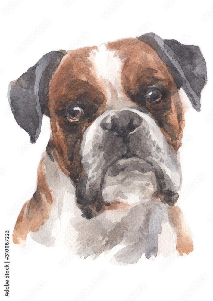 Water colour painting of Boxer 037