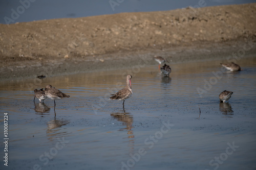 Eastern Black-tailed Godwit ( Limosa melanuroides ) © wildarun