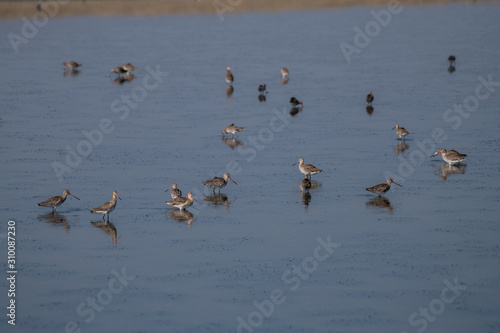 Eastern Black-tailed Godwit ( Limosa melanuroides )