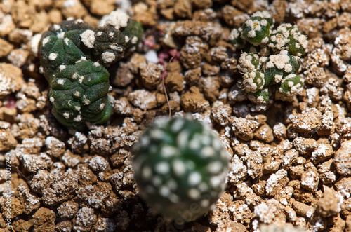 Cactus Hylocereus undatus photo