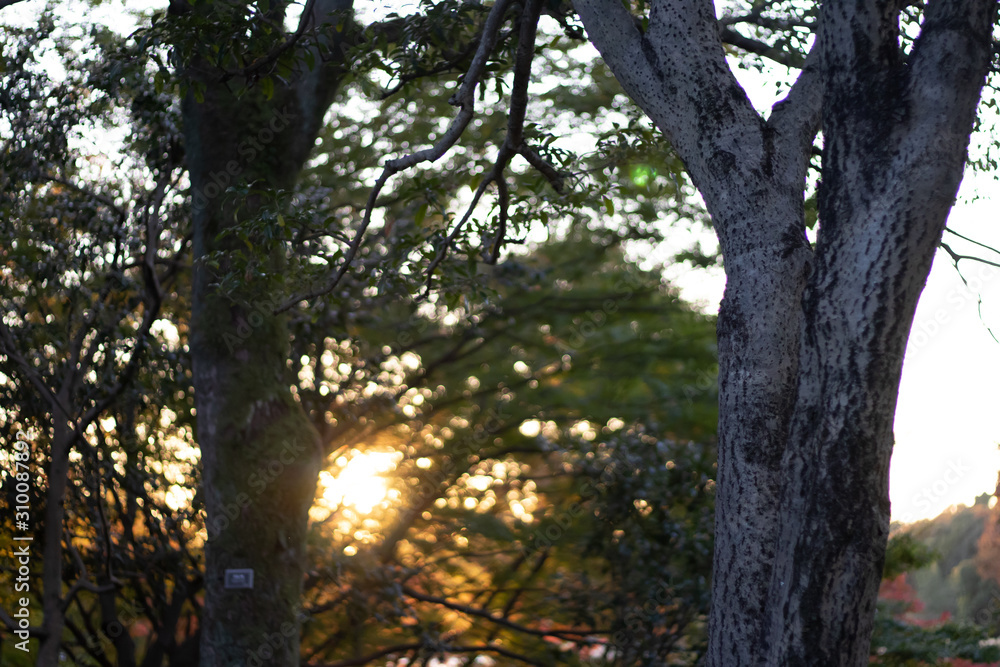 Fototapeta premium into the green