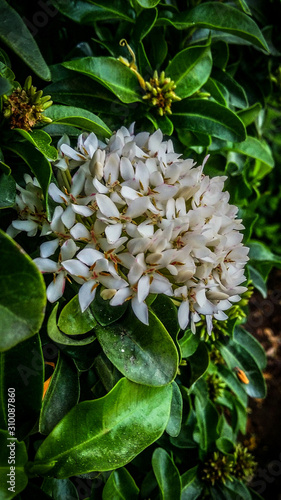 flowers in the garden