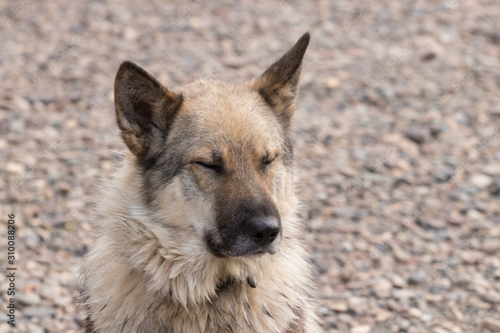 face of an outbred street dog in a collar face of an outbred street dog in a collar