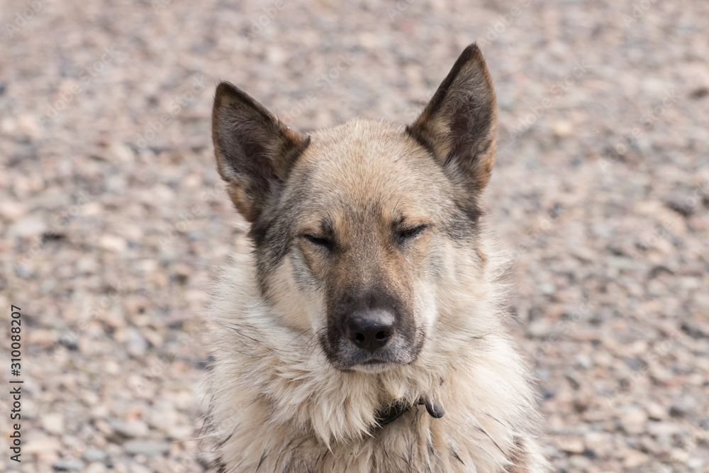 face of an outbred street dog in a collar face of an outbred street dog in a collar