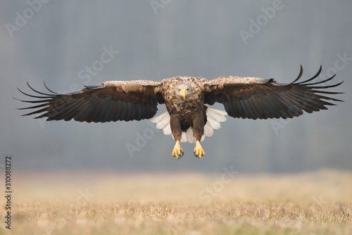 White tailed eagle (Haliaeetus albicilla)