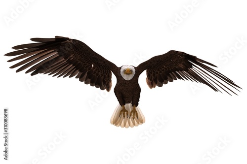 Bald eagle flying isolated on white 3d illustration