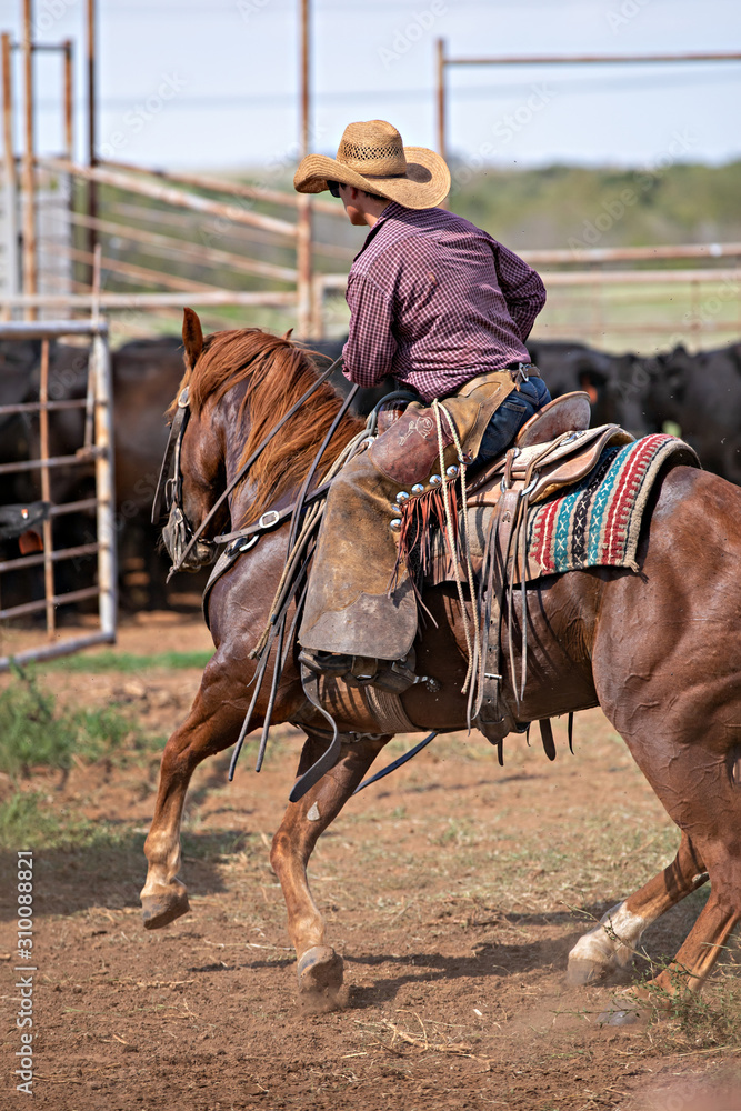 Working Cowboy Working Cowboy