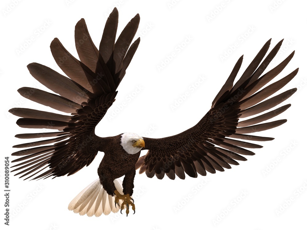 Bald eagle flying isolated on white 3d illustration Bald eagle flying isolated on white 3d illustration