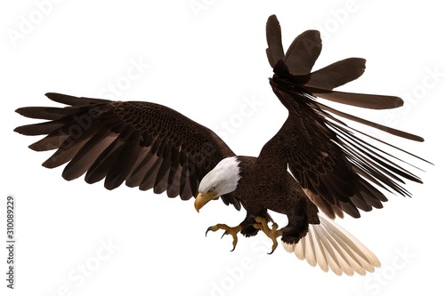 Bald eagle flying isolated on white 3d illustration
