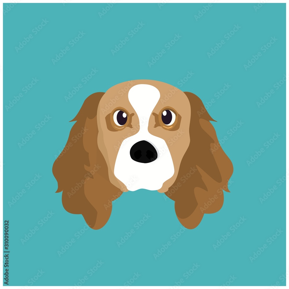 Cavalier King Charles spaniel Cavalier King Charles spaniel