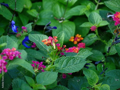 Small colorful flowers in a garden