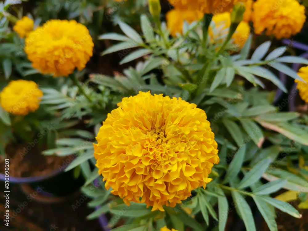 Close up of beautiful Marigold flower in the garden. Close up of beautiful Marigold flower in the garden.