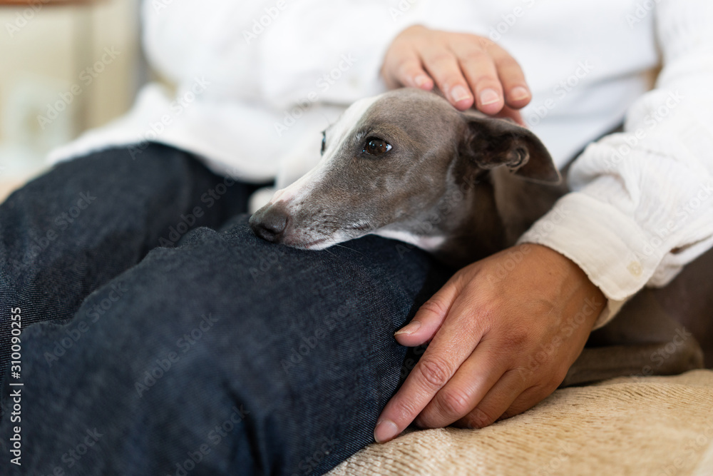 飼い主と一緒にソファに座るイタリアングレイハウンド犬 Foto De Stock Adobe Stock 飼い主と一緒にソファに座るイタリアングレイハウンド犬 Foto De Stock Adobe Stock