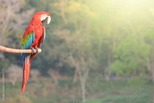 parrots on tree branch