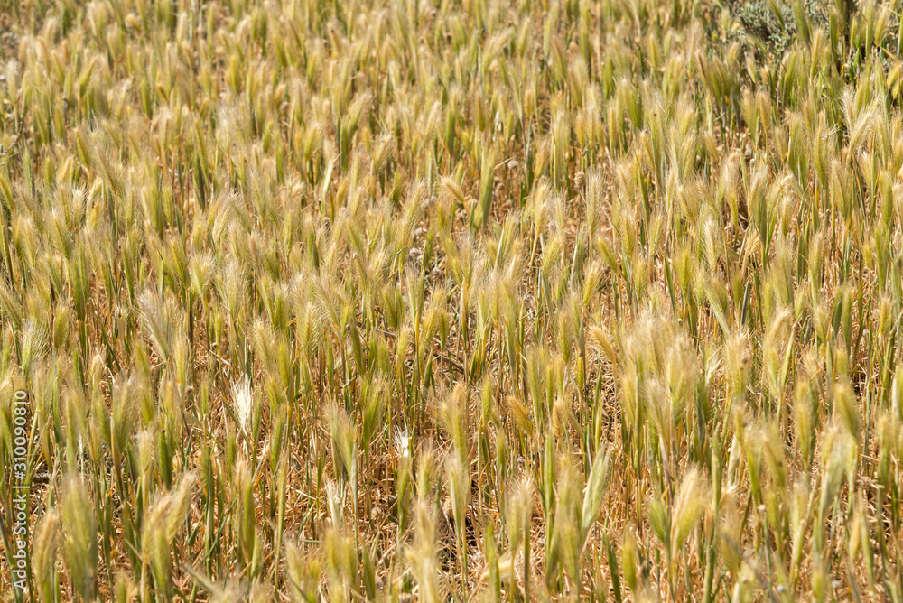 Fototapeta premium Wheat crop in a field