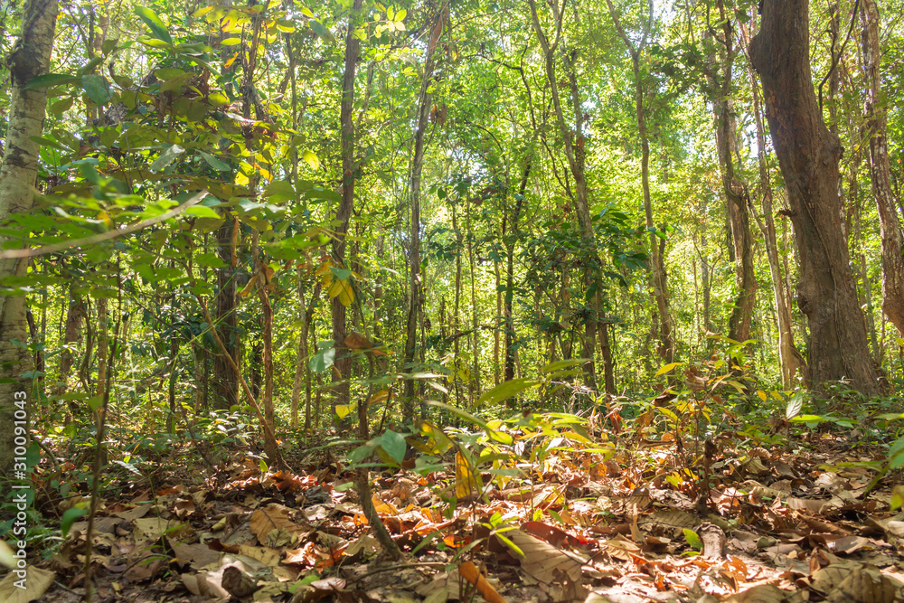 Southeast asia forest in thailand. Southeast asia forest in thailand.