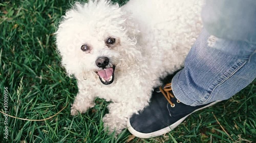 Poodle dog. The face of a white poodle that looks in different directions.