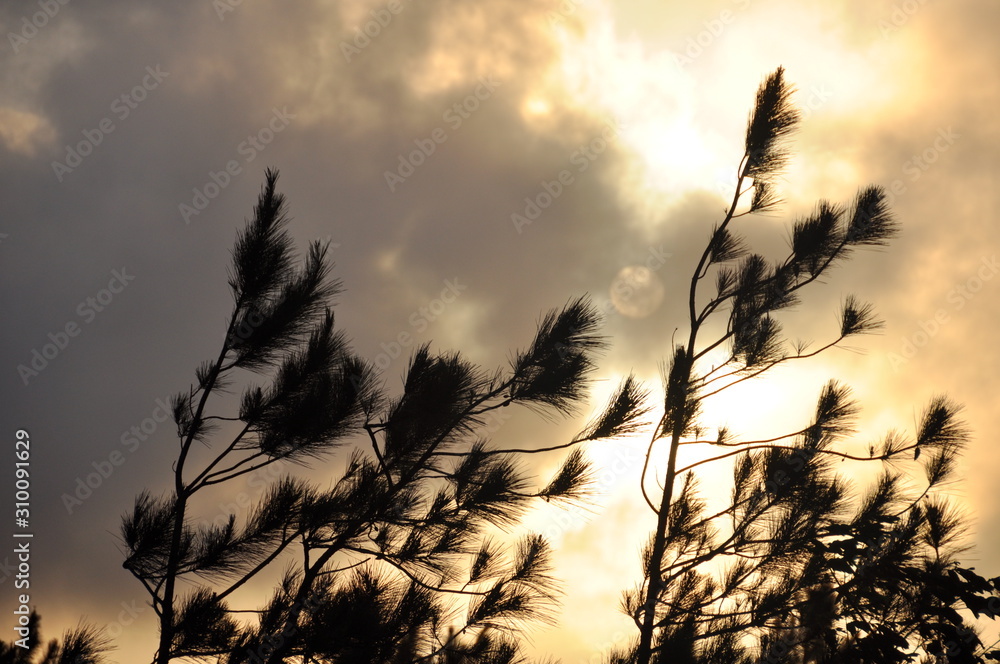 Obraz premium Pine Branches in the Breeze