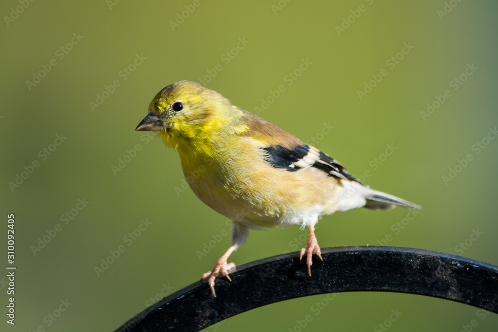 American Goldfinch on a Hanger