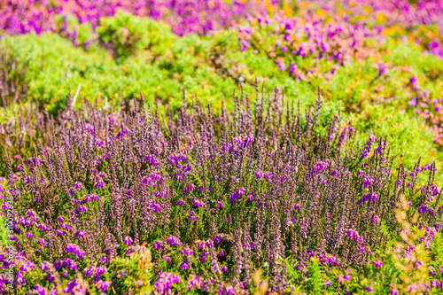Blooming heather. Crozon Peninsula. Brittany. France