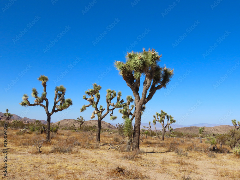 Joshua Tree National Park in California