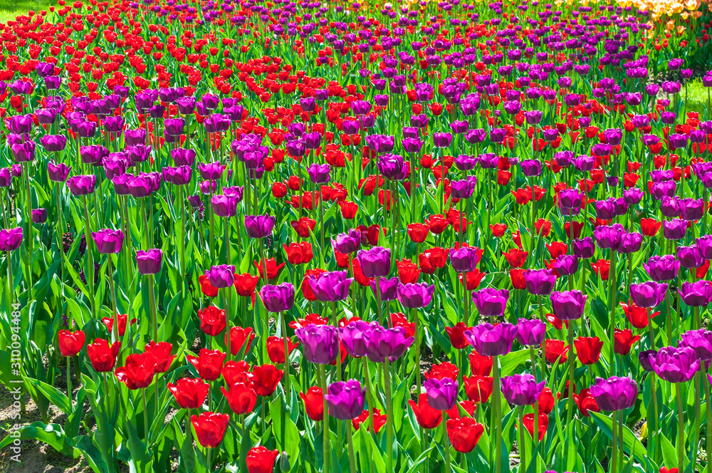Colorful bright tulips in the park. Spring landscape