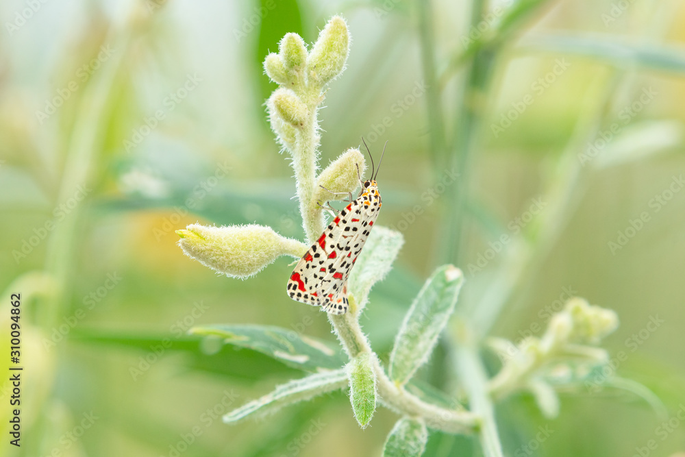 Crimson Speckled Moth (Utetheisa pulchella) on a flower bud. Abstract green nature blurred background. Crimson Speckled Moth (Utetheisa pulchella) on a flower bud. Abstract green nature blurred background.