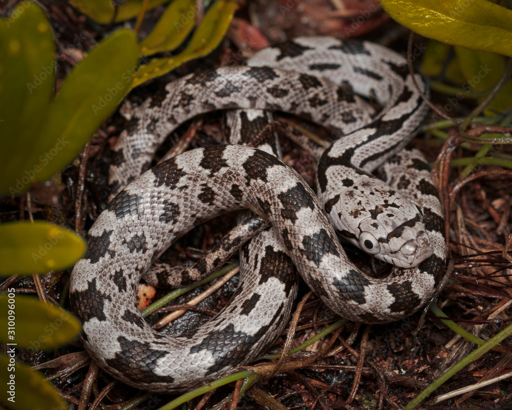 Eastern Rat Snake (Pantherophis alleghaniensis) Eastern Rat Snake (Pantherophis alleghaniensis)
