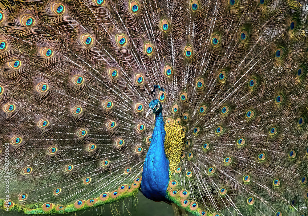 Fototapeta premium Close up Male Indian Peafowl or Indian Peacock is Spreading Feathers