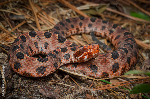 фотографія Carolina Pygmy Rattlesnake (Sistrurus miliarius miliarius)