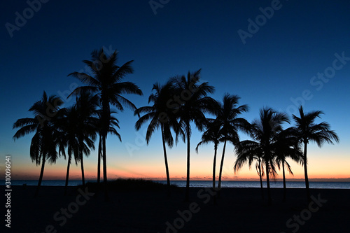 Palm trees silhouetted against pastel colors of twilight on Crandon Park Beach in Key Biscayne  Florida.