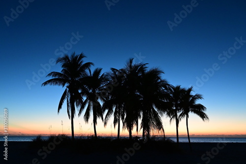 Palm trees silhouetted against pastel colors of twilight on Crandon Park Beach in Key Biscayne  Florida.
