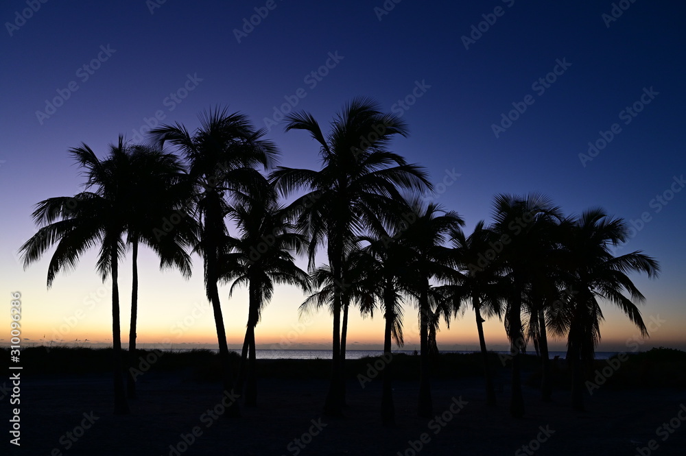 Palm trees silhouetted against pastel colors of twilight on Crandon Park Beach in Key Biscayne, Florida.