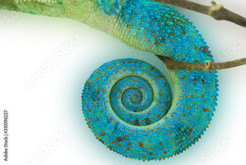 Queue en spirale de caméléon 
