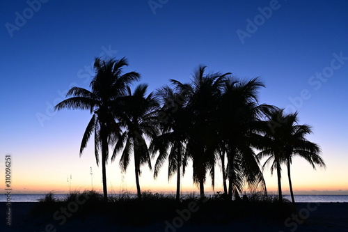 Palm trees silhouetted against pastel colors of twilight on Crandon Park Beach in Key Biscayne  Florida.