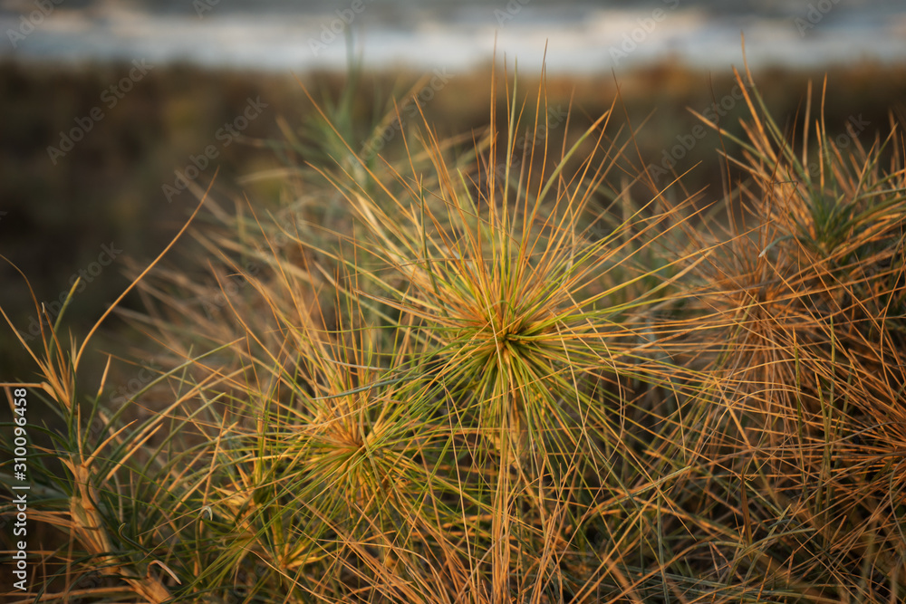 close up of a plant at beach during sunset