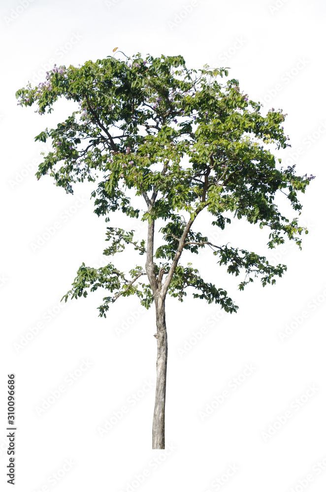 Shrubs, trees isolated from the white background, record the path Shrubs, trees isolated from the white background, record the path
