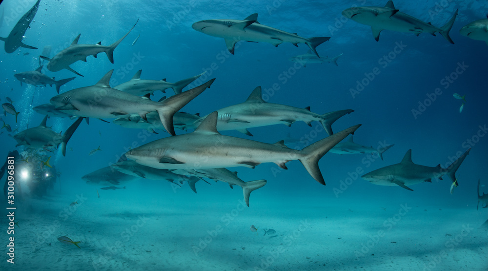 Sharks in clear blue water Sharks in clear blue water