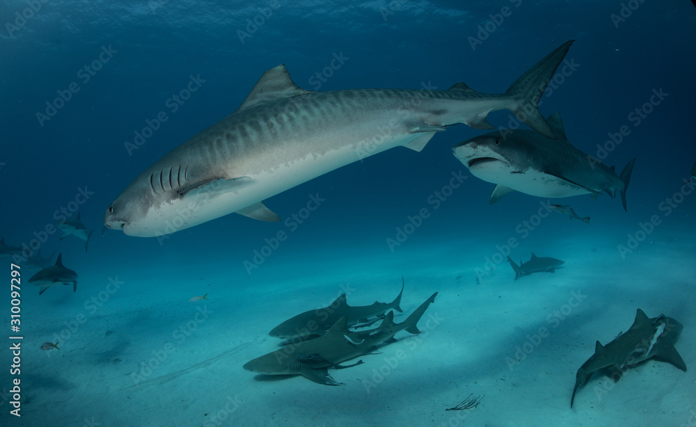 Fototapeta premium Tiger sharks at Tiger Beach. Bahamas