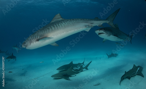 Obraz na plátně Tiger sharks at Tiger Beach. Bahamas