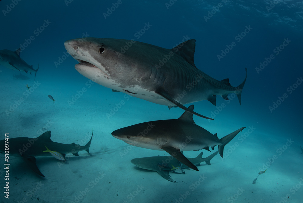 Tiger sharks at Tiger Beach. Bahamas Tiger sharks at Tiger Beach. Bahamas