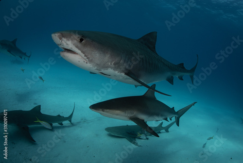 Tiger sharks at Tiger Beach. Bahamas © Drew